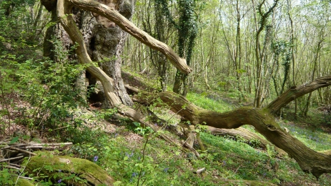 Cwm Byddog Ancient Tree 