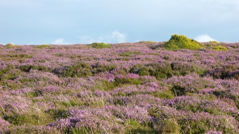 RWT Heather Beacon Hill