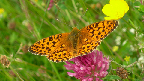 Small pearl-bordered fritillary by Pip Amos