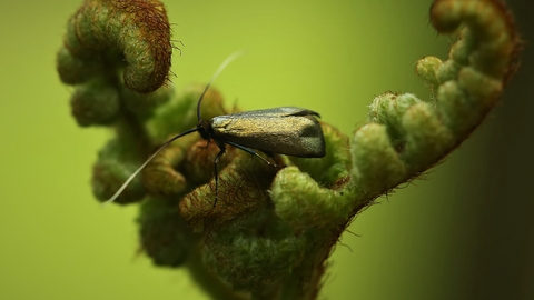 Green Longhorn moth by Silvia Cojocaru