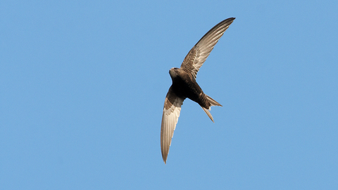 Swift by Stefan Johansson
