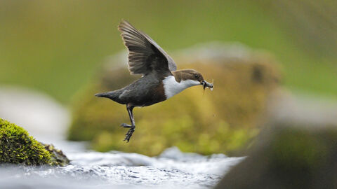 Dipper in flight