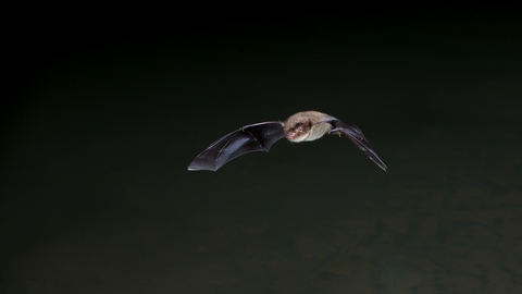 Daubentons Bat 2 by Dale Sutton