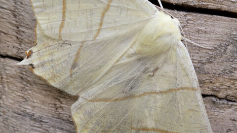 Swallow-tailed moth