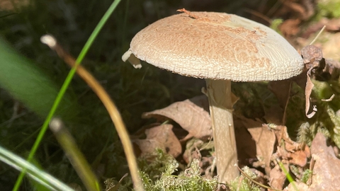 Fungi