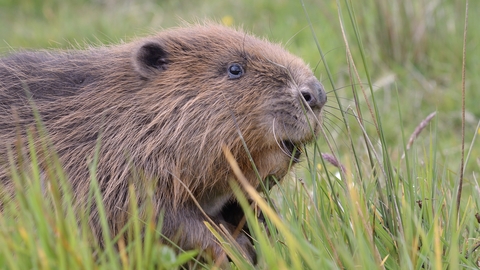 Beaver nibbles grass close
