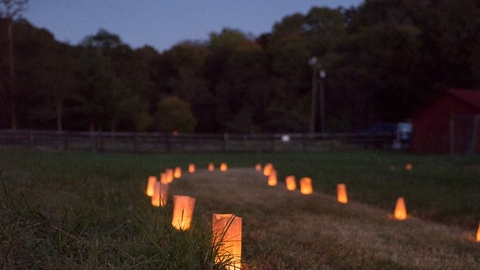 Lanterns in a field