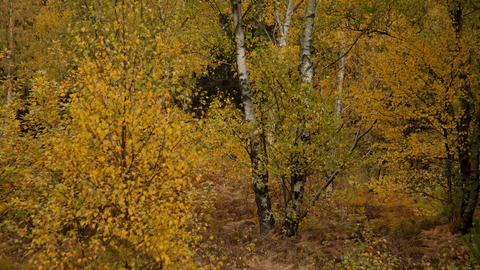 Autumn colours at Greno Woods by Paul Hobson
