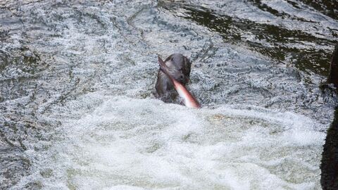 Otter eating salmon at Gilfach by Janet Baxter