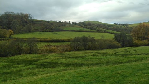 rushy grassland in mid Wales