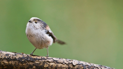 Long-tailed tit banner by Neil Aldridge