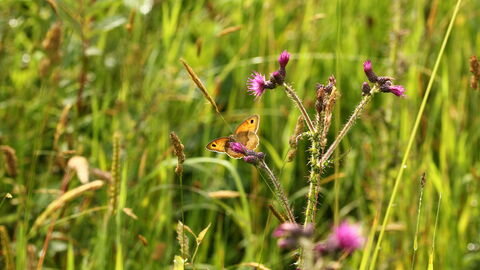 Meadow Brown on thistle 