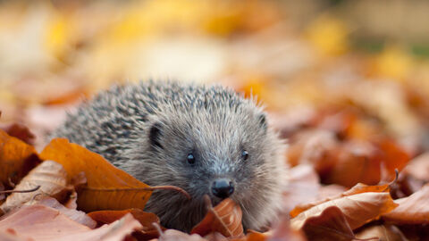 Hedgehog in autumn leaves