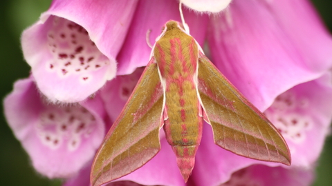 An elephant hawk-moth perched on the pink, tubular flowers of a foxglove. It's a large, olive-green moth with pink stripes