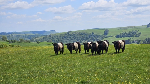 Belted galloway