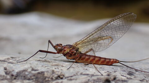 Mayfly
