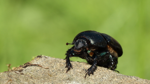 Common Dumble Dor (Geotrupes spiniger)