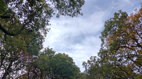 Tree canopy