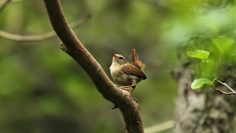 Wren