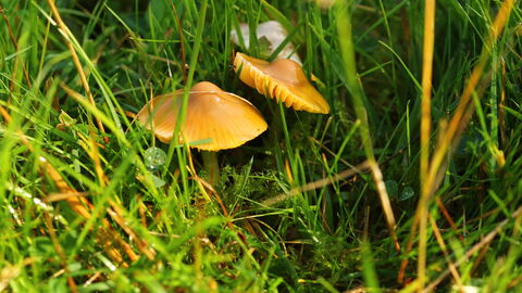 Parrot Waxcap