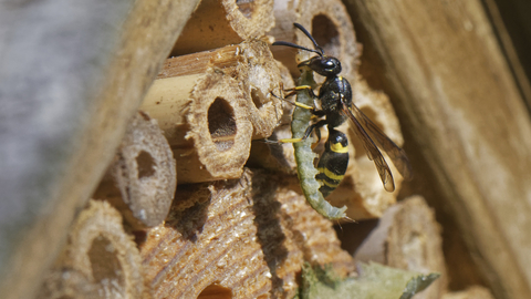 bug hotel