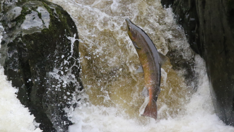 Salmon