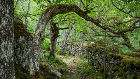 celtic rainforest