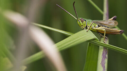 grasshopper