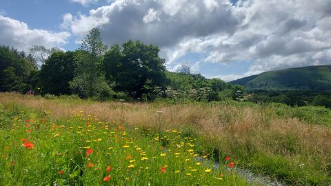 Wildlfowers