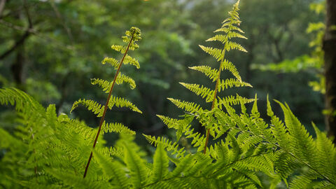 Bracken