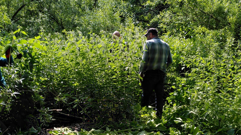 Himalayan balsam TVG