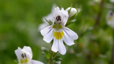 Eyebright