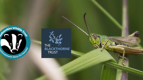 grasshopper