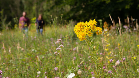 Wildflower walk