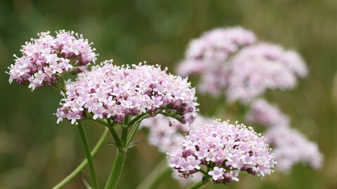 Common valerian