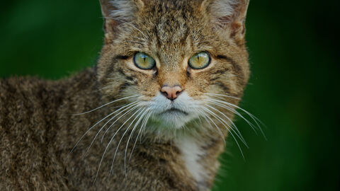 Wildcat