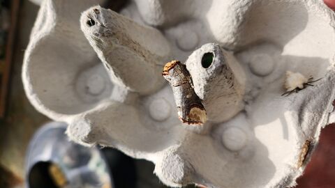 Moth trapping
