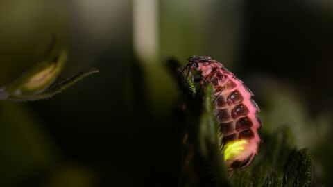 glow worm