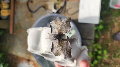 Moth trapping