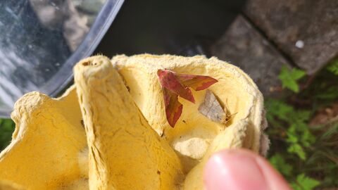 Moth trapping
