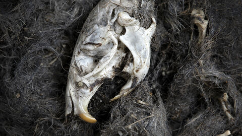 barn owl pellet