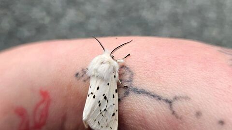 Moth