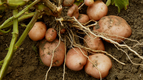 potato