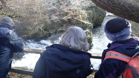 Salmon walk