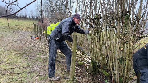 Hedgelaying