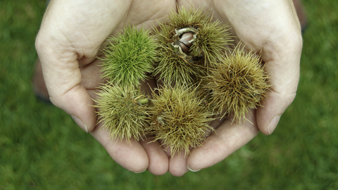 Sweet chestnuts in the hand