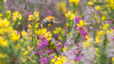 Bumblebee and wild flowers