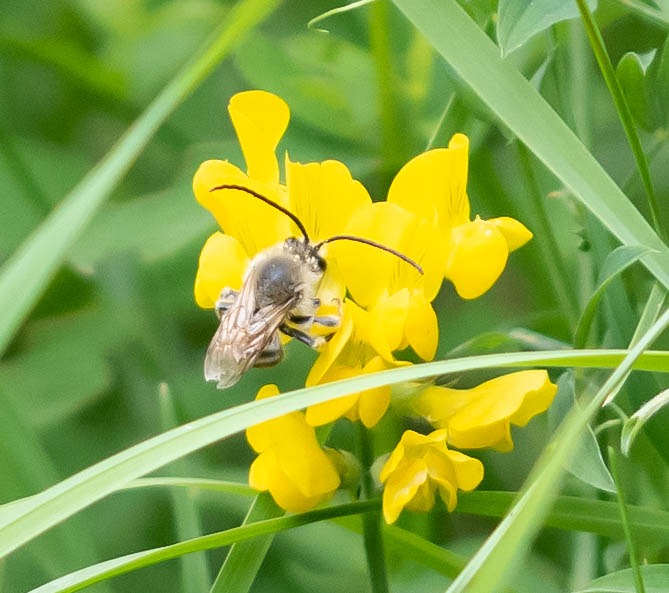 An exciting bee species sighted in Powys! | Radnorshire Wildlife Trust