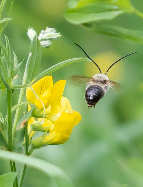 An exciting bee species sighted in Powys! | Radnorshire Wildlife Trust