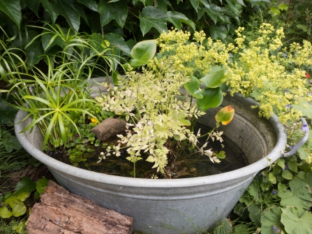 container pond